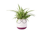 Planta aranha em vaso com formato de rosto divertido.