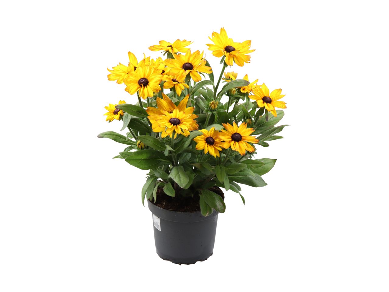 En potteplante med gule blomster.