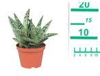 Aloe vera in pot: succulent with green and white leaves.