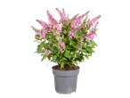 Roze Butterfly Candy vlinderstruik in pot met groene bladeren op een zwarte achtergrond.