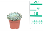 Echeveria succulent in a pot.