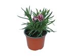 Potted dianthus plant with green leaves and two-toned pink and white flowers