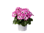 Teneriffa Aster met roze en witte bloemen in een witte pot.
