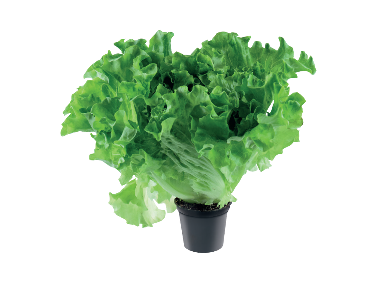 Salātu pods ar zaļām, kraukšķīgām lapām