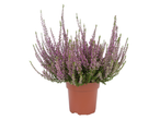 A potted heather plant with vibrant purple flowers and green foliage.