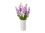 Buchet mov de matthiola într-o vază albă pe fundal negru.