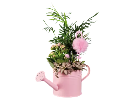 Növény mix pink locsolókannában*