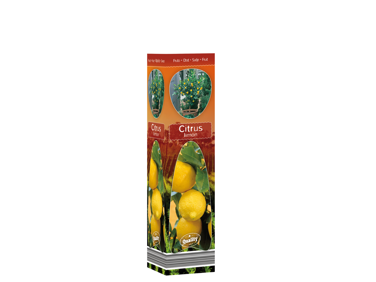Lămâi în ghiveci (Citrus limon) cu lămâi galbene.