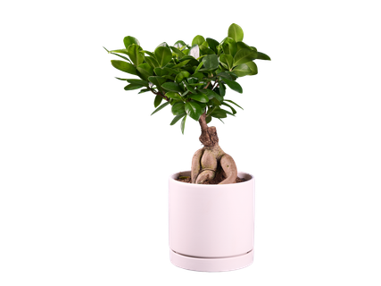 Ficus Ginseng