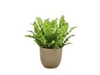 Asplênio verde em vaso.