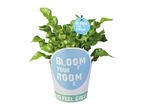 A potted green plant with curly leaves, featuring a light blue pot and a small sign that both read 'BLOOM YOUR ROOM'.