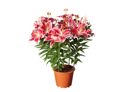 Liliom*