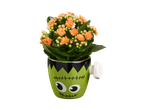 Ghiveci de flori Kalanchoe în formă de Frankenstein