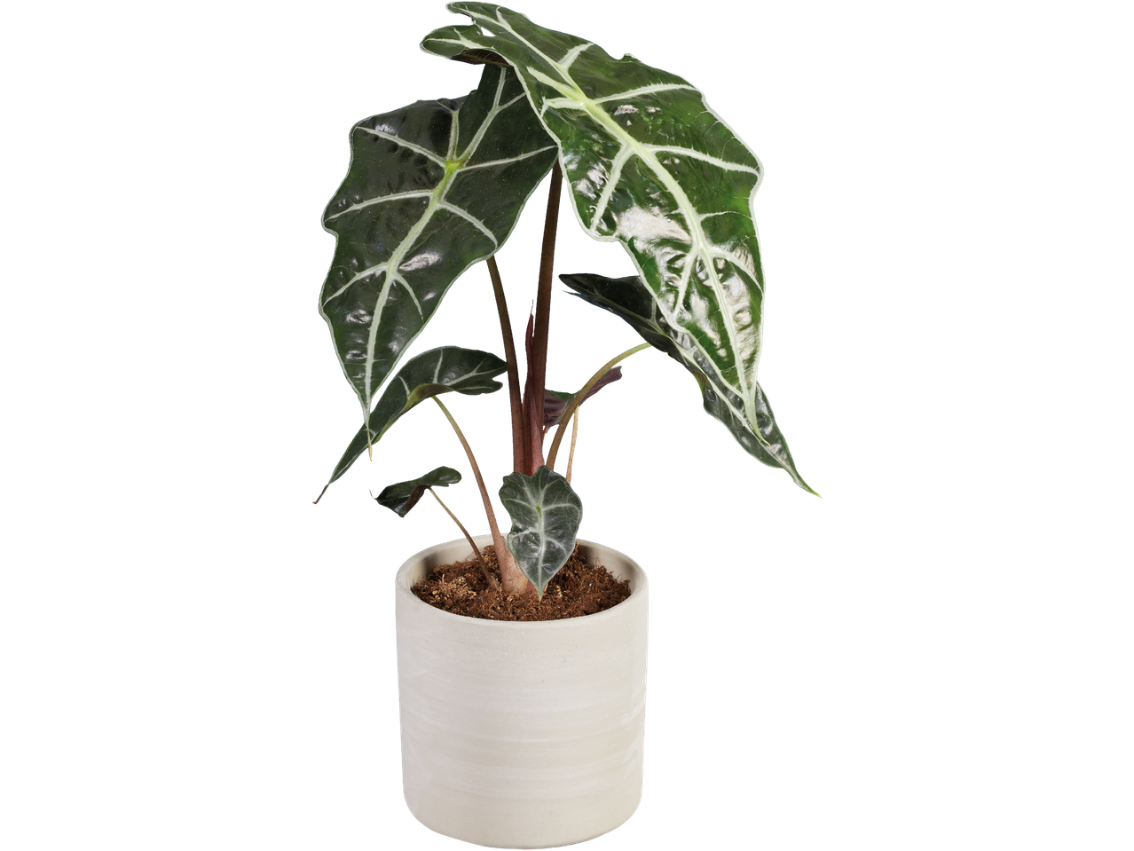 En Alocasia Polly-växt i en vit kruka.