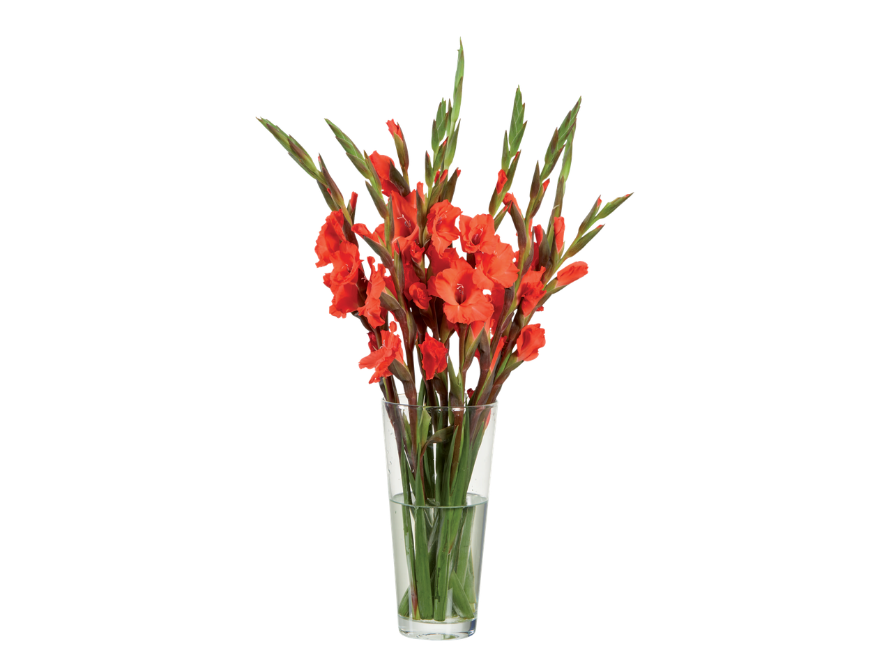 Een boeket levendige oranje gladiolen in een glazen vaas.