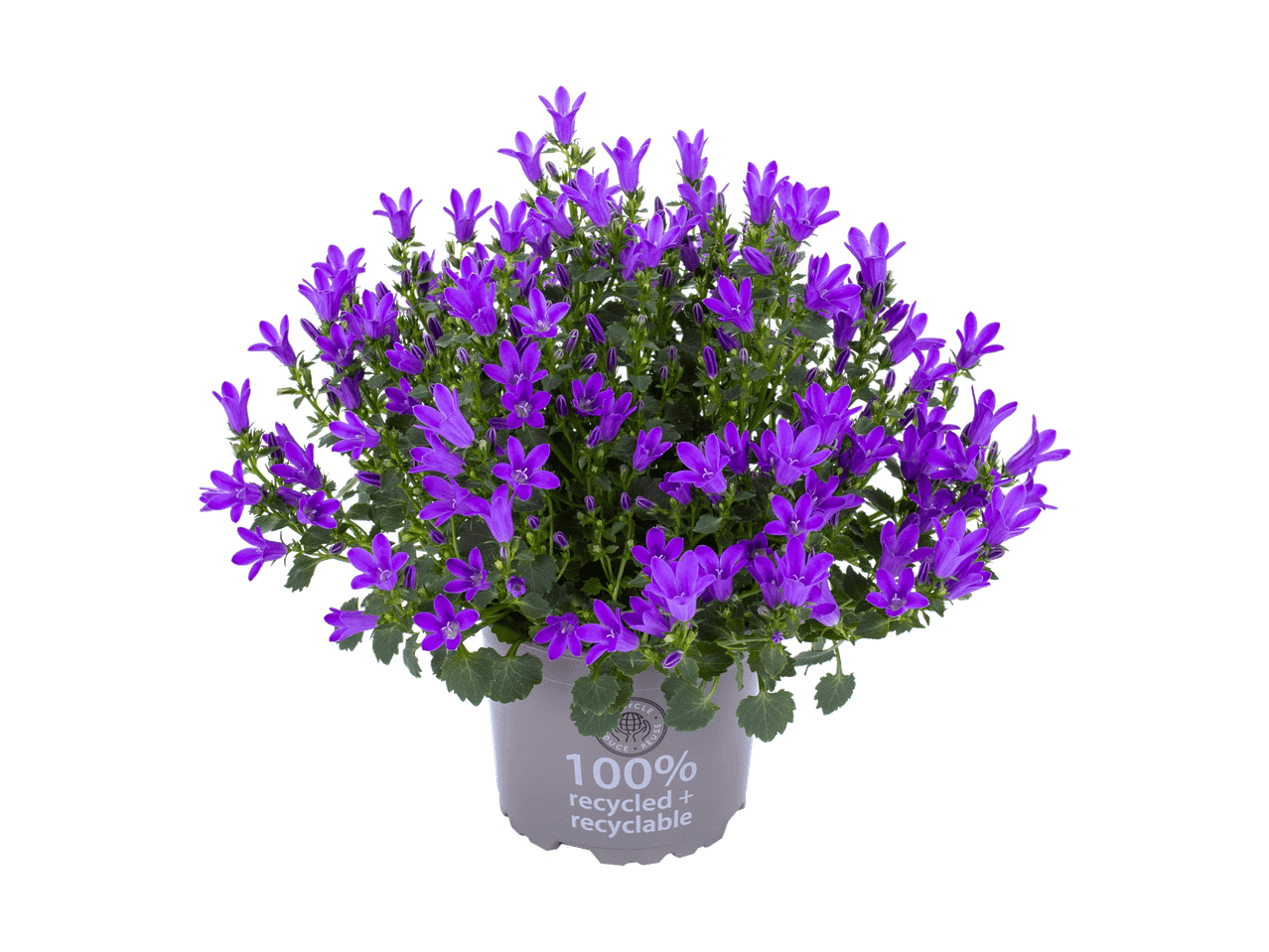 Lilla klokkeblomster i en grå potte med teksten '100% recycled + recyclable'.