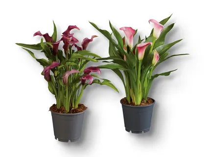 Calla Mix