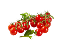 Tomates cereja vermelhos brilhantes num cacho com folhas verdes, com gotas de água.