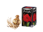Amaryllisbol met wortels naast de productverpakking met een rode amaryllisbloem.