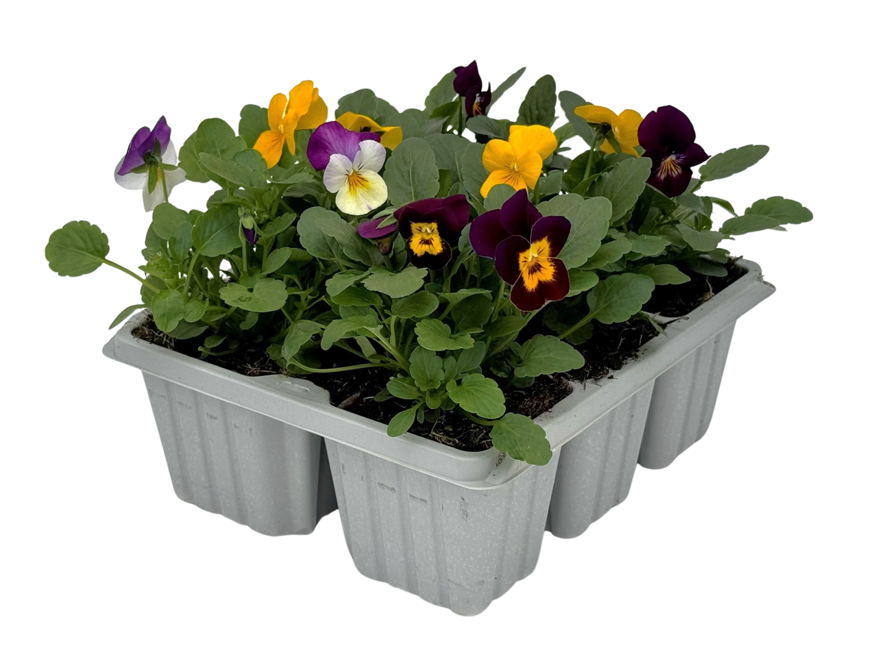 A six-pack of colorful pansies in a gray plastic planter.