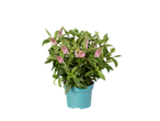 A vibrant green plant with pink flowers in a blue pot.