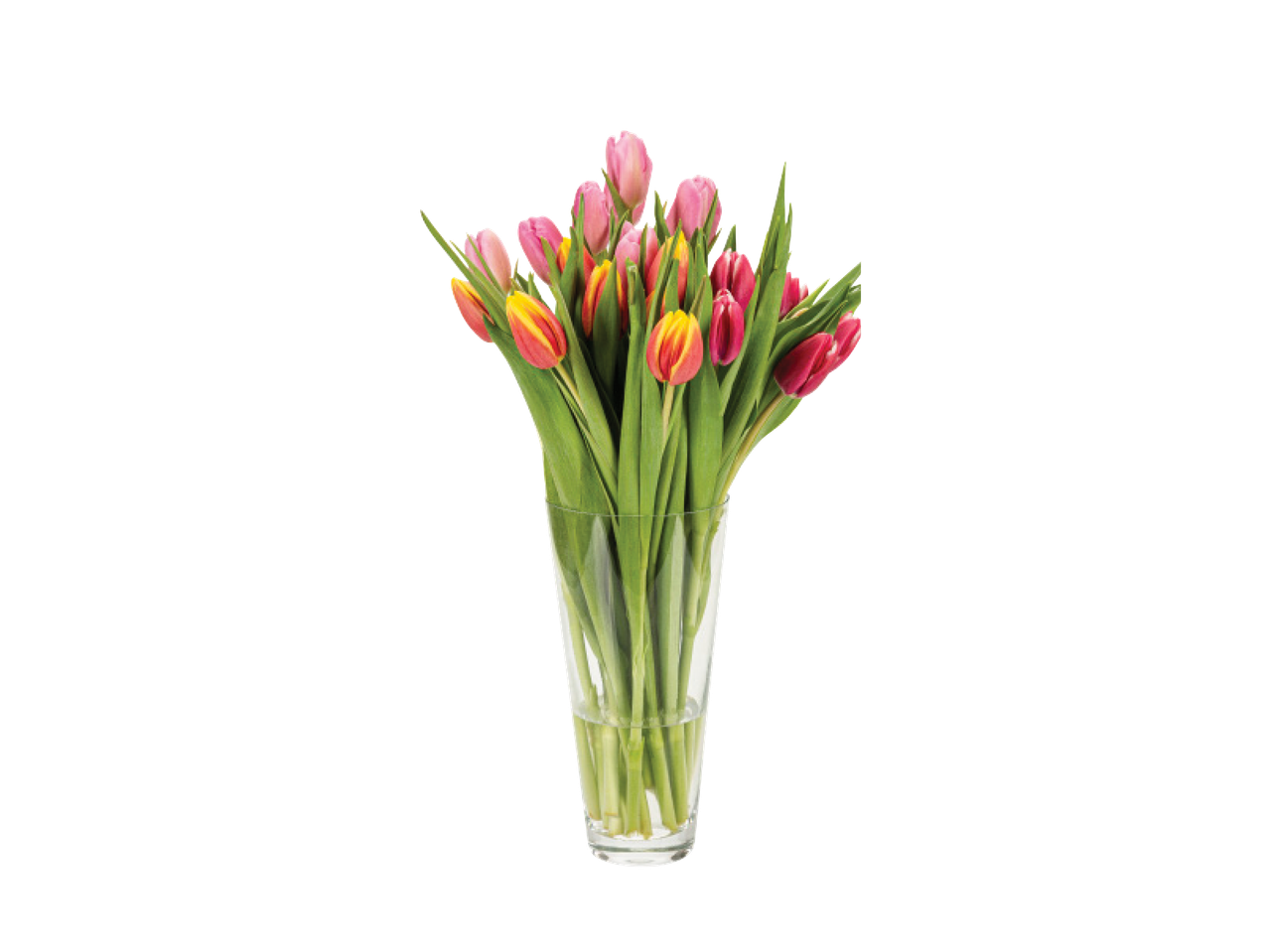 Puokštė įvairiaspalvių tulpių stiklinėje vazoje