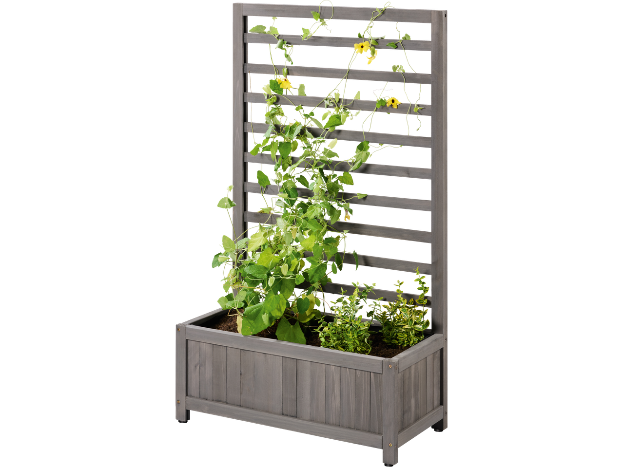 Holzpflanzkasten mit Rankgitter, mit Kletterpflanzen und gelben Blüten.