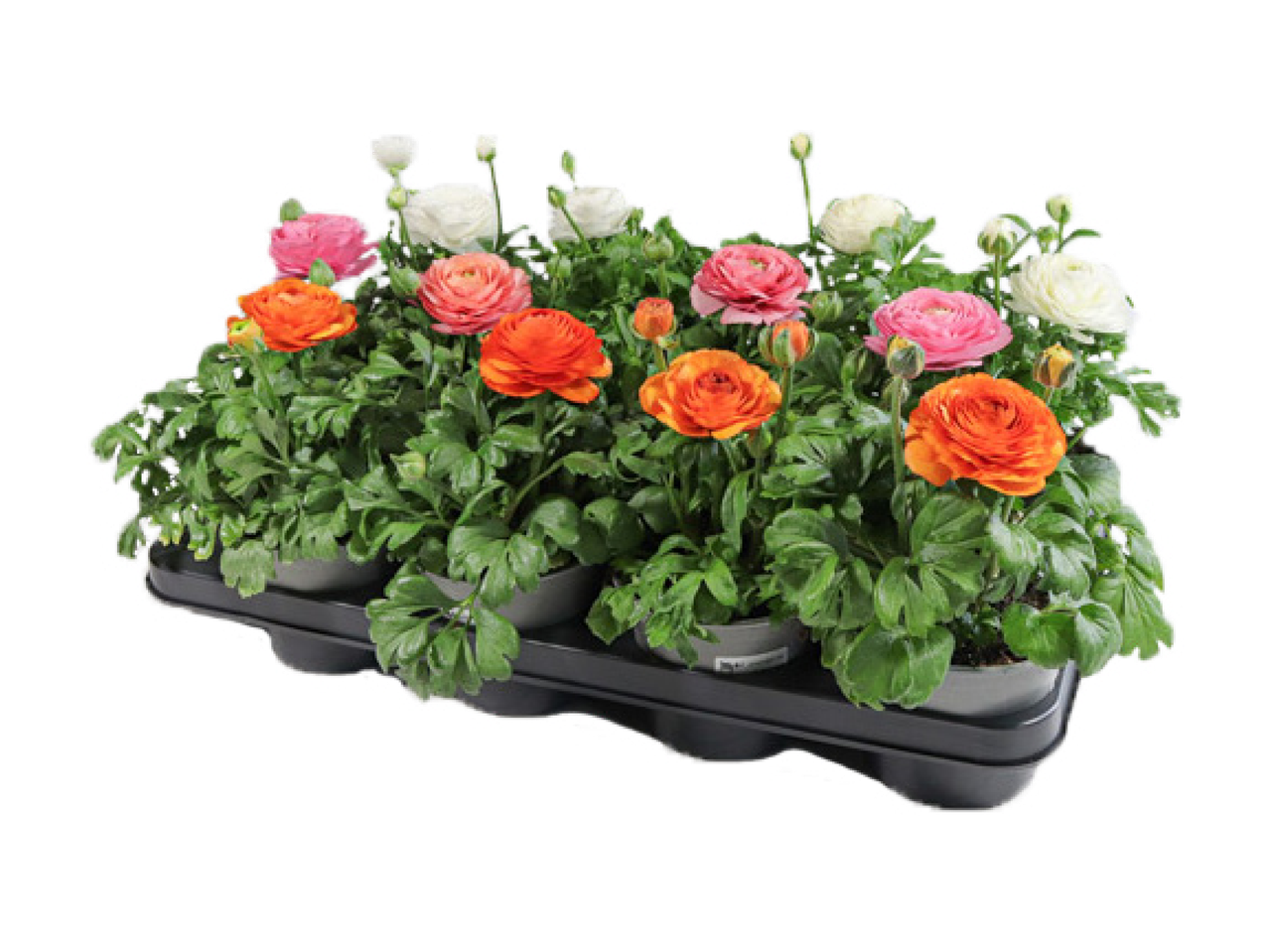 Värikkäitä ruukkukukkia, kuten oransseja, vaaleanpunaisia ja valkoisia ranunculuksia mustalla taustalla.