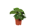 Planta Pilea peperomioides em vaso.