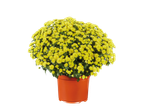 A vibrant yellow garden mum plant in an orange pot.