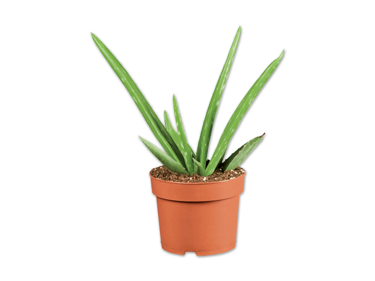 Aloe vera Pflanze im Topf.