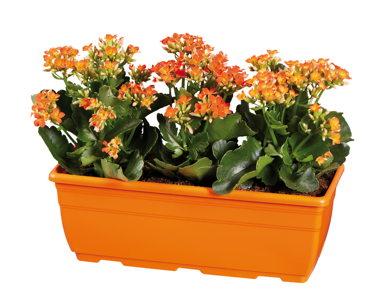 Jardinière orange avec des fleurs de kalanchoe orange.