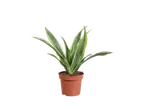 Slangenplant in een bruine pot.