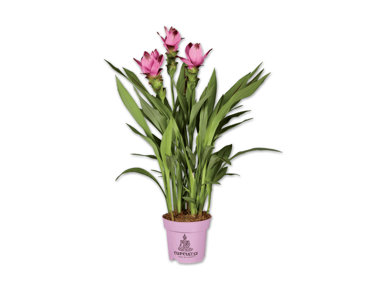 Ein Topf mit drei blühenden rosa Curcuma-Pflanzen der Marke Curcuma 'roots for moods'.