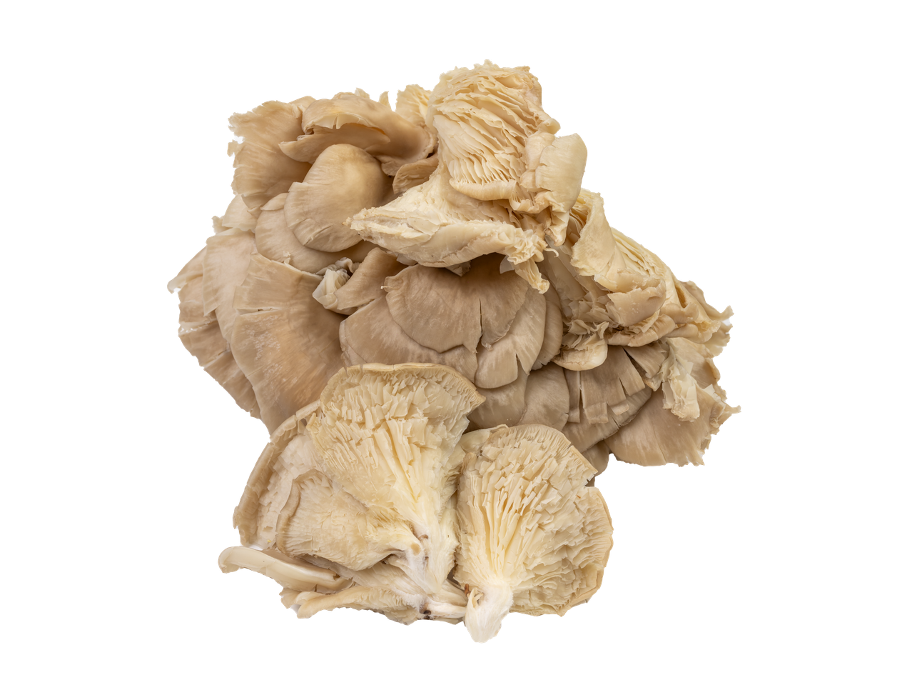 Ciuperci Oyster proaspete, gata de gătit.