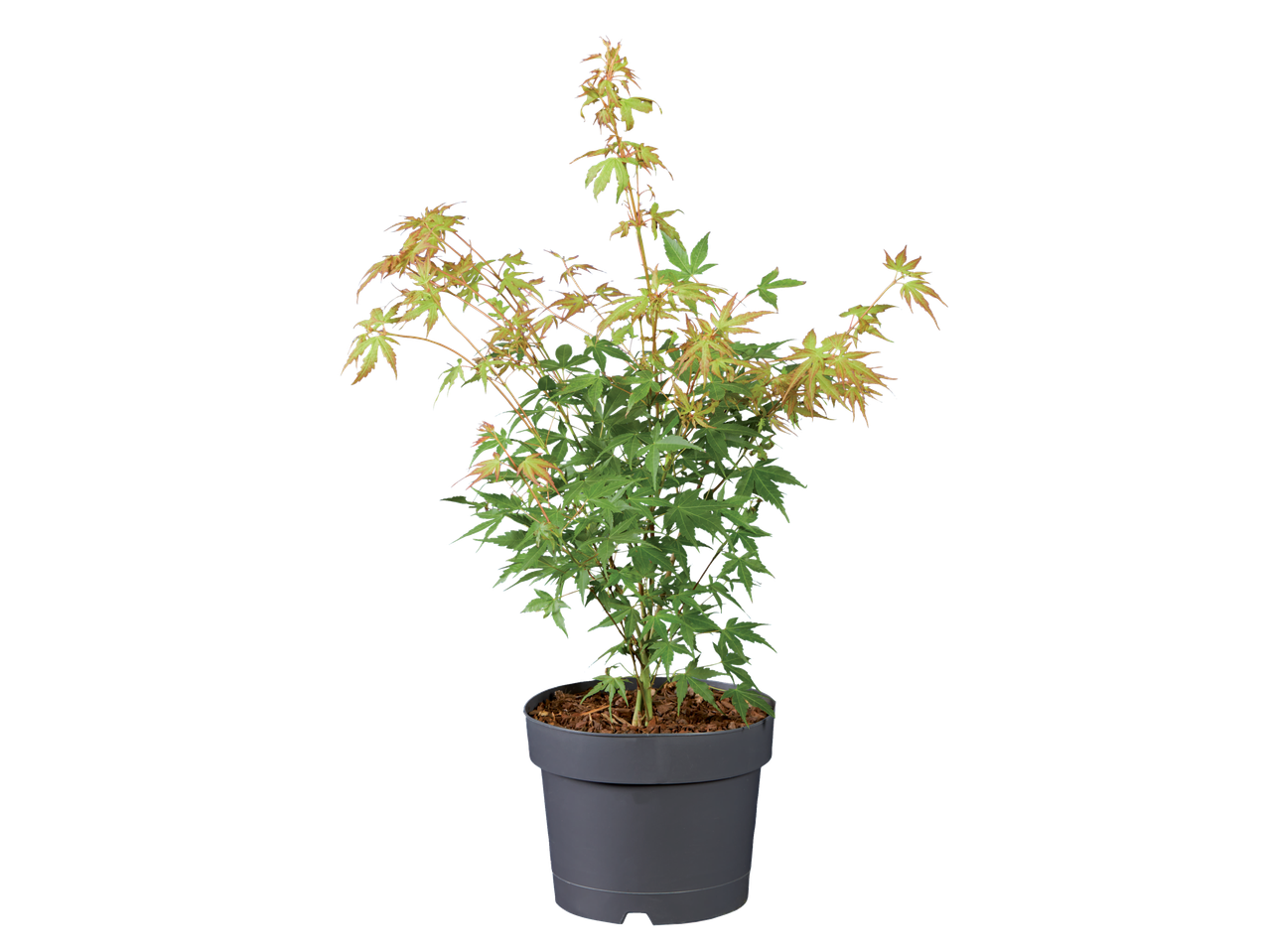 Japanse esdoorn in pot.