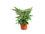 A vibrant green fern plant in a brown pot.