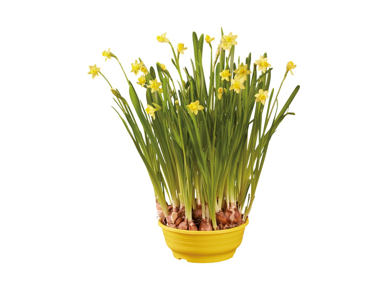 Yellow daffodils in a yellow pot, with visible bulbs.