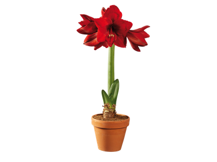 Amarilisz terrakottában*