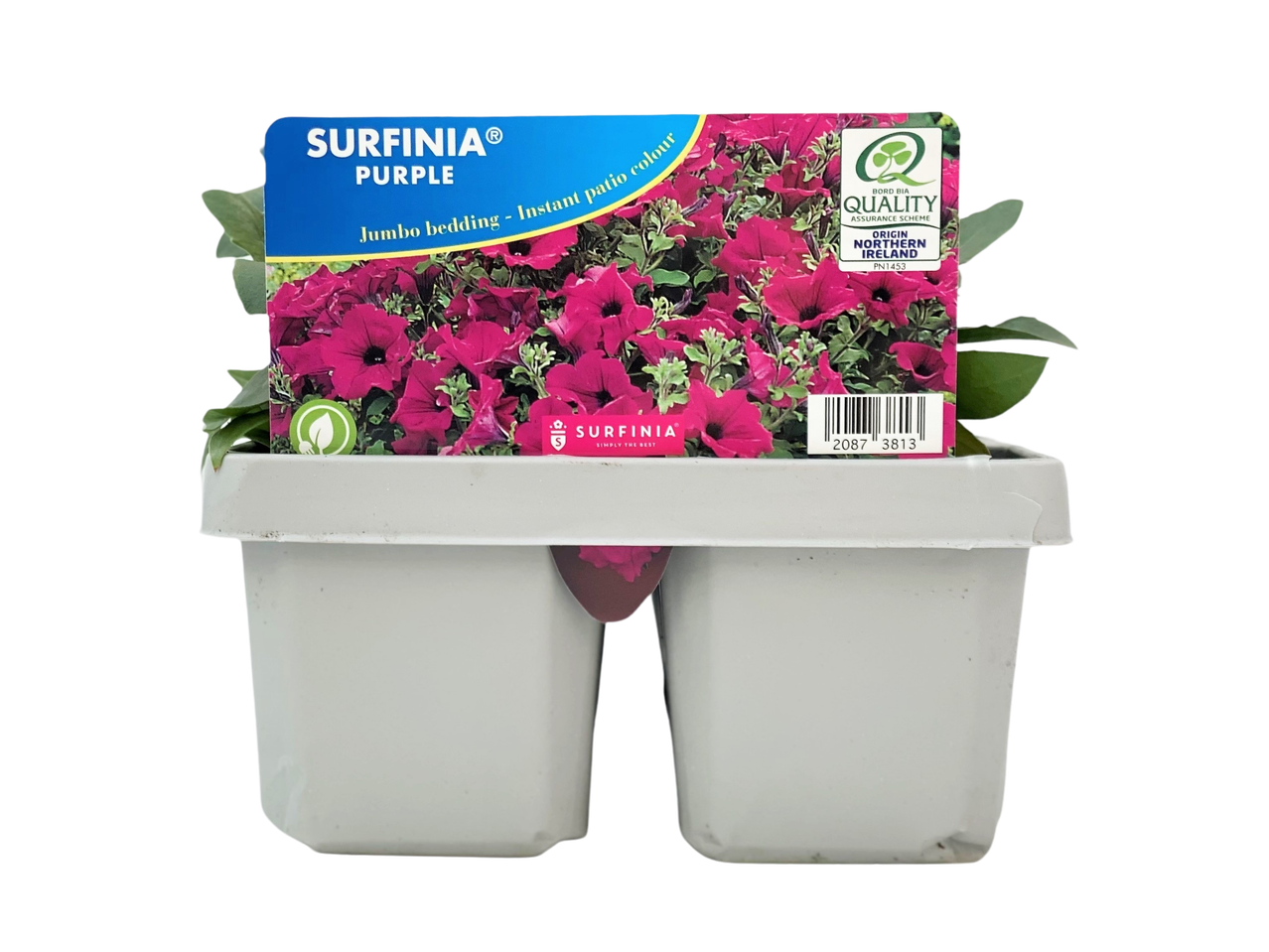 Purple petunia plants in a white pot, labeled as jumbo bedding for instant patio color.