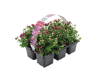Potten met roze chrysanten in een plastic bak.