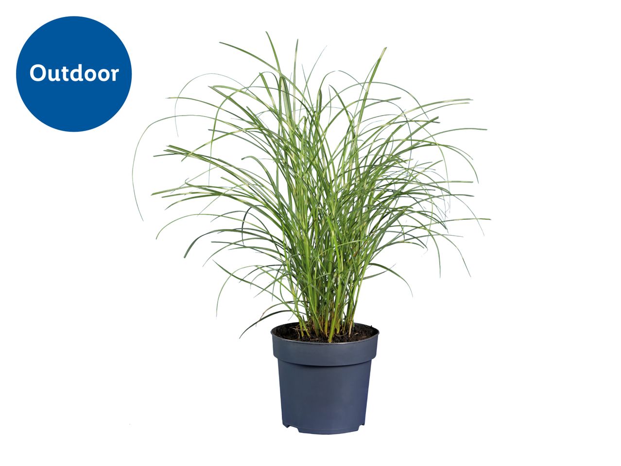Potted outdoor ornamental grass with long green leaves on a white background.