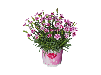 Dianthus pink kisses