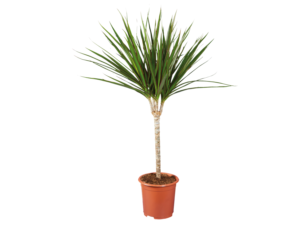 Sobna biljka Dracaena marginata u saksiji.