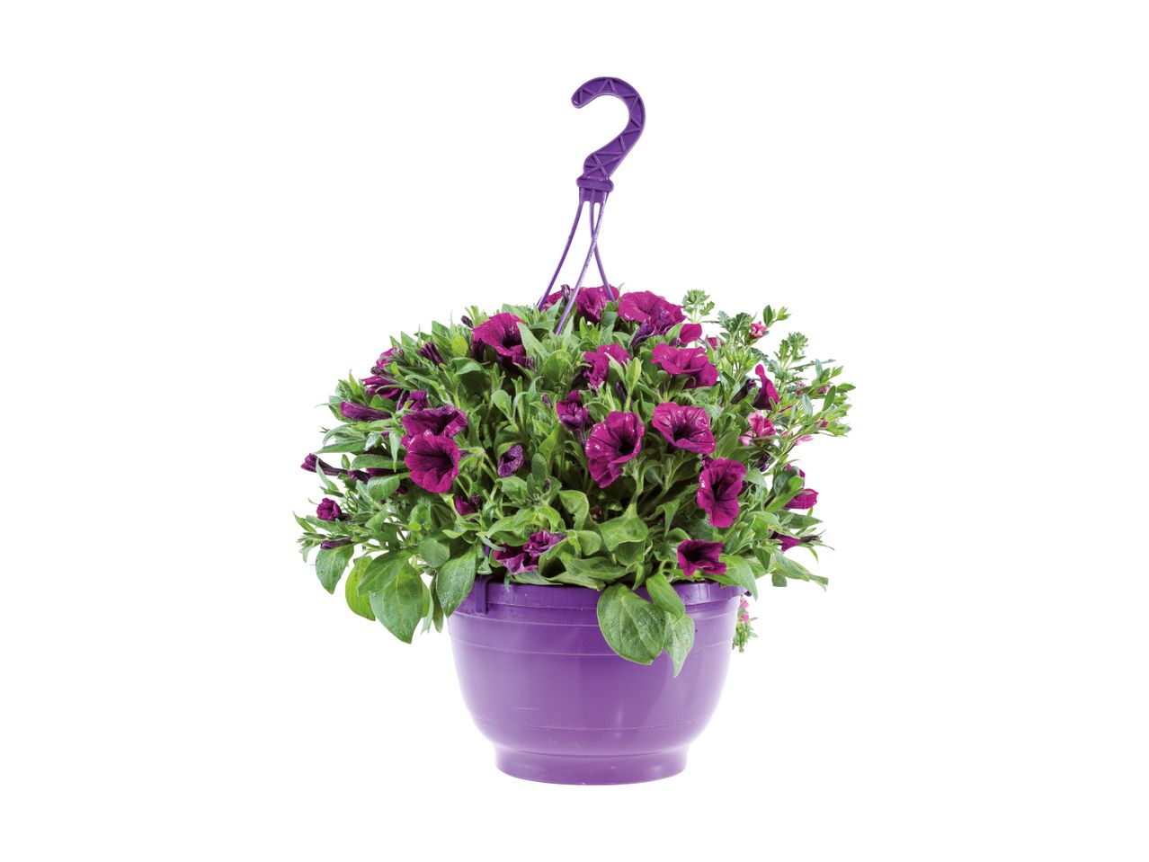 Lilla hængepotte med lilla blomster og grønne blade.