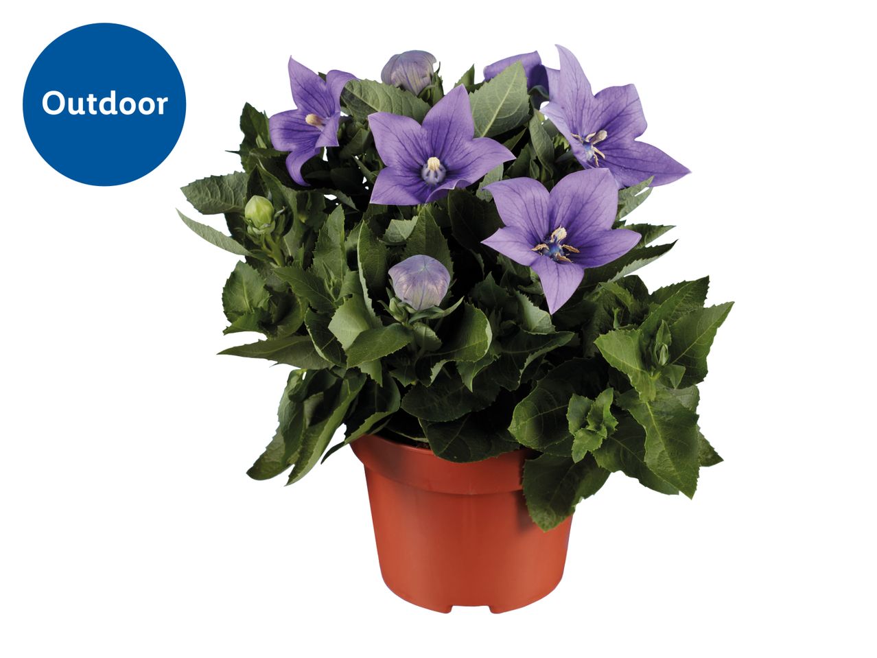 Potted purple balloon flowers with green leaves, labeled 'Outdoor' in a blue circle.