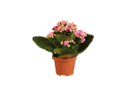 Planta em vaso com flores rosas.