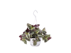 Tradescantia zebrina in a hanging pot.
