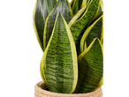 Sansevieria em vaso de vime.