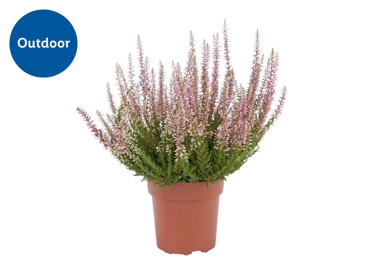 Potted outdoor heather plant with pink flowers on a white background.
